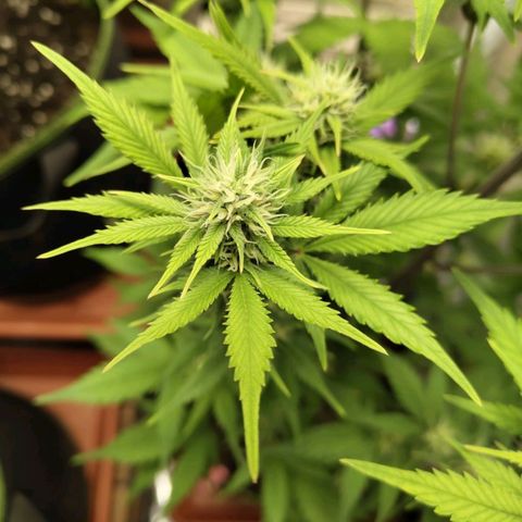 Grapefruit'matic growlog timeline photo