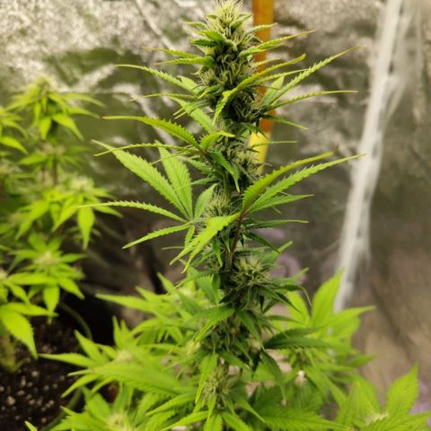 Grapefruit'matic growlog timeline photo