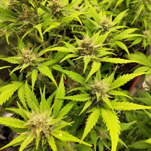 Lemon AK growlog timeline photo
