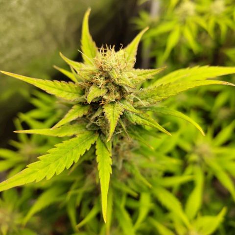 Lemon AK growlog timeline photo