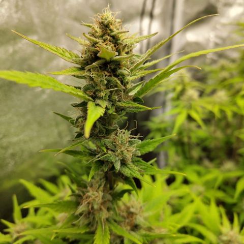 Lemon AK growlog timeline photo