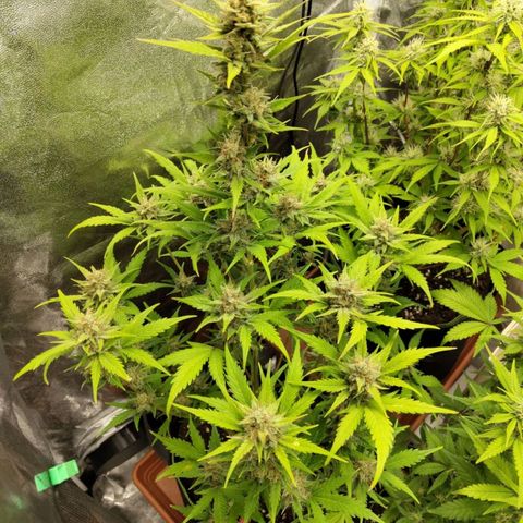 Lemon AK growlog timeline photo