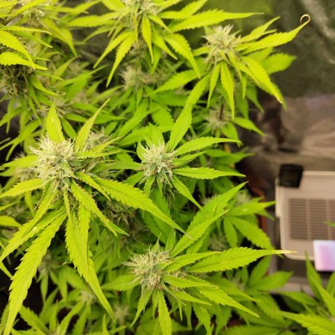 Gorilla Cookies Auto growlog timeline photo