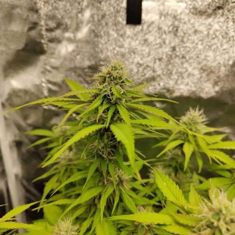 Gorilla Cookies Auto growlog timeline photo