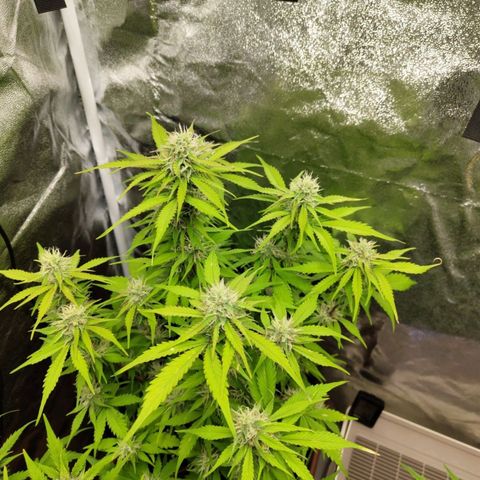 Gorilla Cookies Auto growlog timeline photo