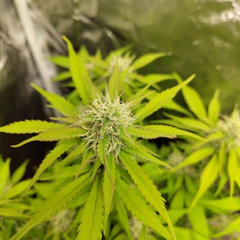 Gorilla Cookies Auto growlog timeline photo