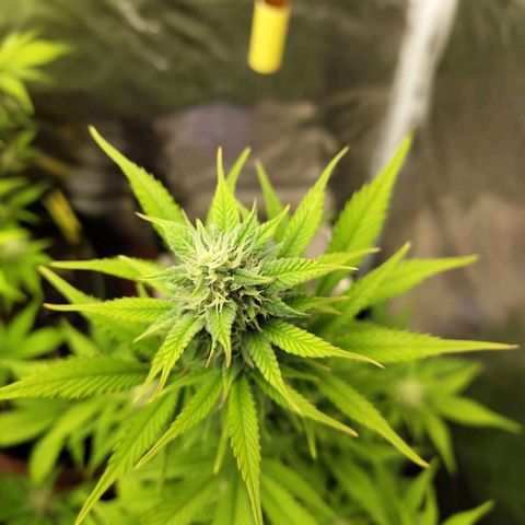 Grapefruit'matic growlog timeline photo