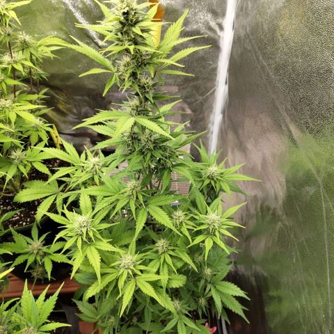 Grapefruit'matic growlog timeline photo