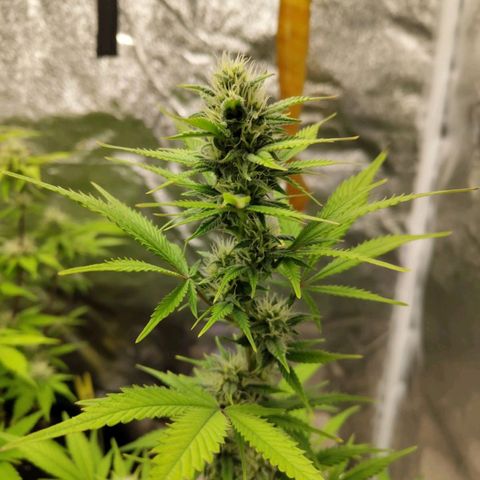 Grapefruit'matic growlog timeline photo