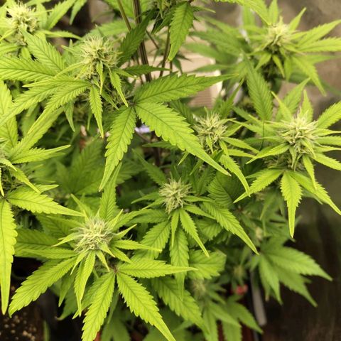 Grapefruit'matic growlog timeline photo