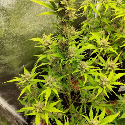 Lemon AK growlog timeline photo