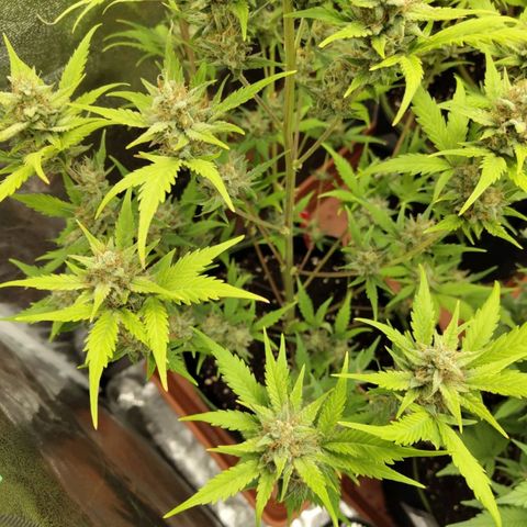 Lemon AK growlog timeline photo