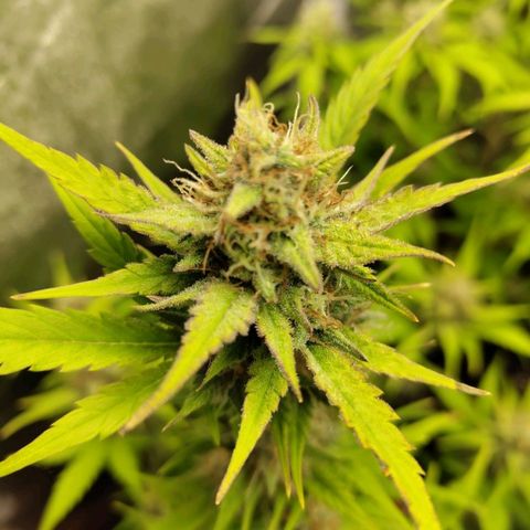 Lemon AK growlog timeline photo