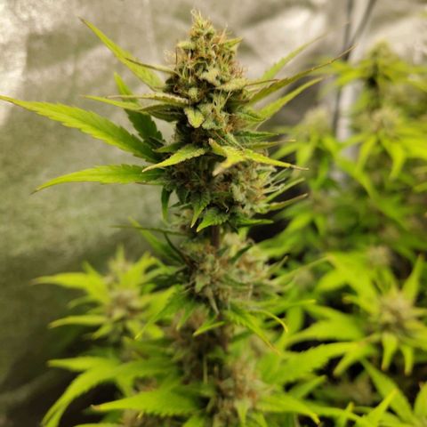 Lemon AK growlog timeline photo