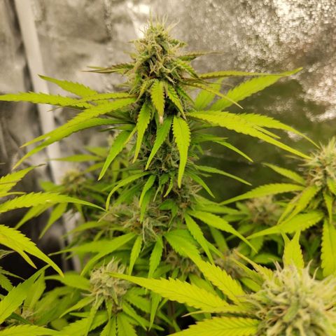 Gorilla Cookies Auto growlog timeline photo