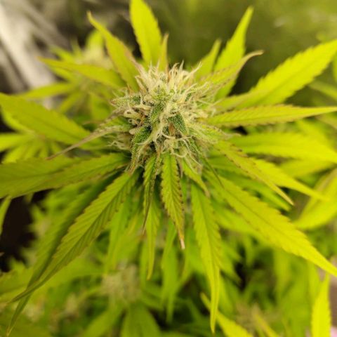 Gorilla Cookies Auto growlog timeline photo