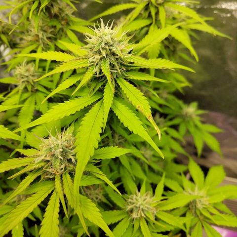 Gorilla Cookies Auto growlog timeline photo