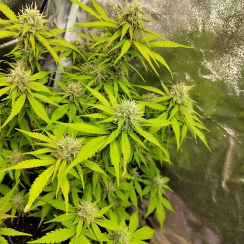 Gorilla Cookies Auto growlog timeline photo