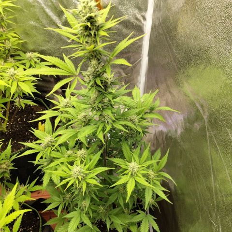 Grapefruit'matic growlog timeline photo