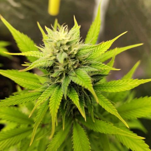 Grapefruit'matic growlog timeline photo