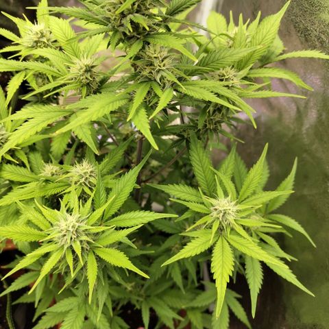Grapefruit'matic growlog timeline photo