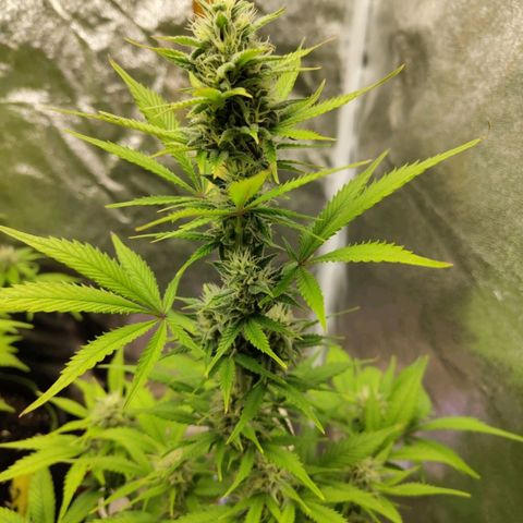 Grapefruit'matic growlog timeline photo