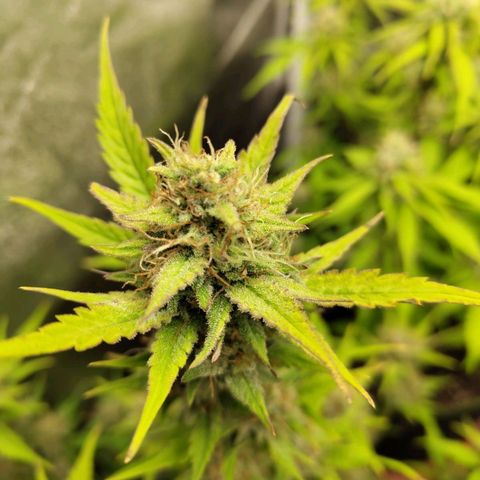 Lemon AK growlog timeline photo