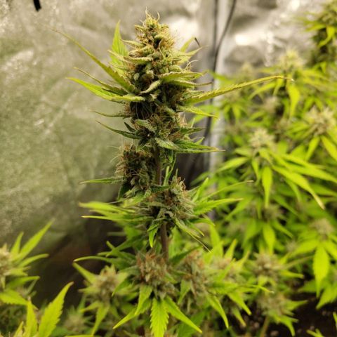 Lemon AK growlog timeline photo