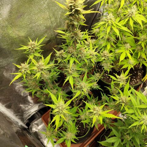 Lemon AK growlog timeline photo