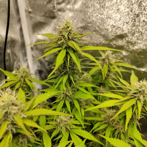 Gorilla Cookies Auto growlog timeline photo