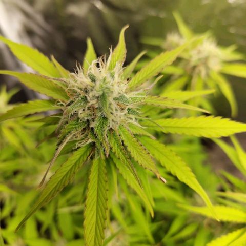 Gorilla Cookies Auto growlog timeline photo