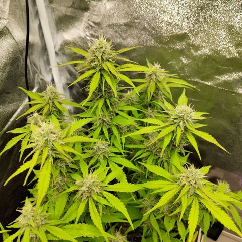Gorilla Cookies Auto growlog timeline photo