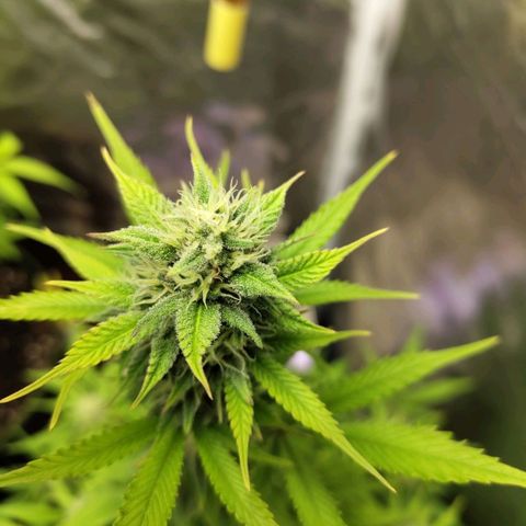 Grapefruit'matic growlog timeline photo