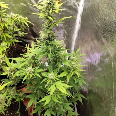 Grapefruit'matic growlog timeline photo