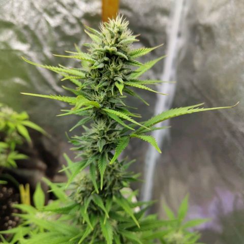 Grapefruit'matic growlog timeline photo