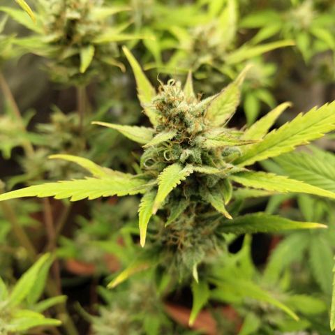 Lemon AK growlog timeline photo