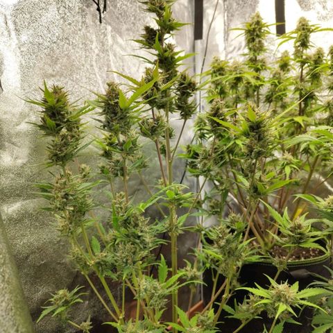 Lemon AK growlog timeline photo