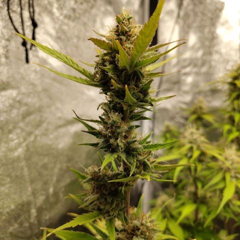 Lemon AK growlog timeline photo