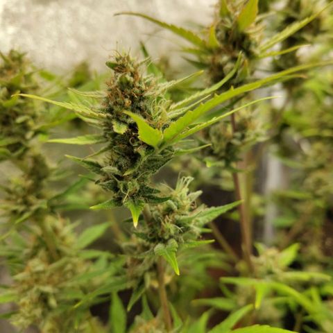 Lemon AK growlog timeline photo