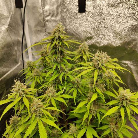 Gorilla Cookies Auto growlog timeline photo
