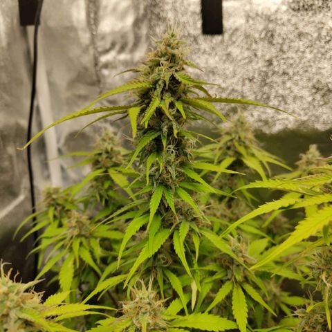 Gorilla Cookies Auto growlog timeline photo
