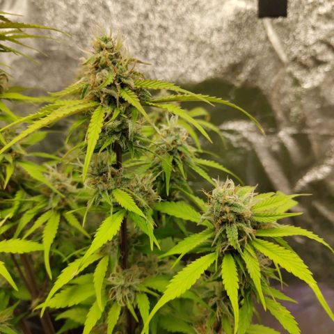 Gorilla Cookies Auto growlog timeline photo