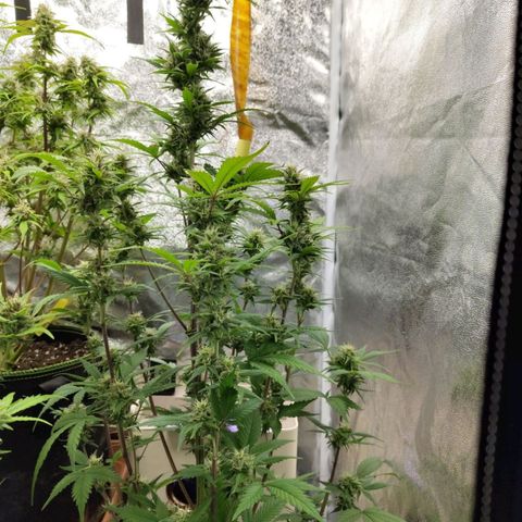 Grapefruit'matic growlog timeline photo