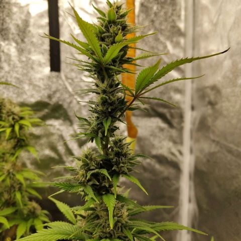 Grapefruit'matic growlog timeline photo