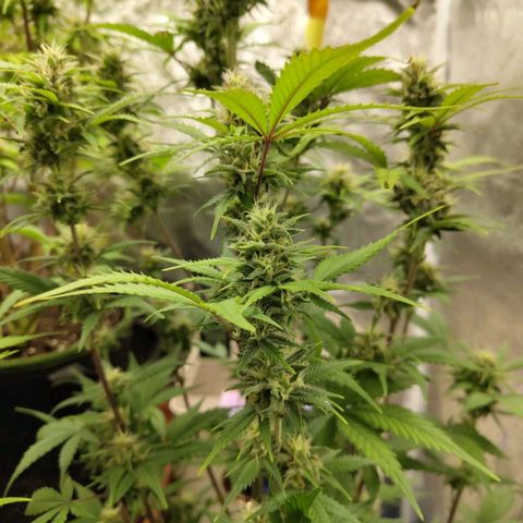 Grapefruit'matic growlog timeline photo