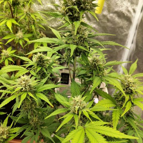 Grapefruit'matic growlog timeline photo