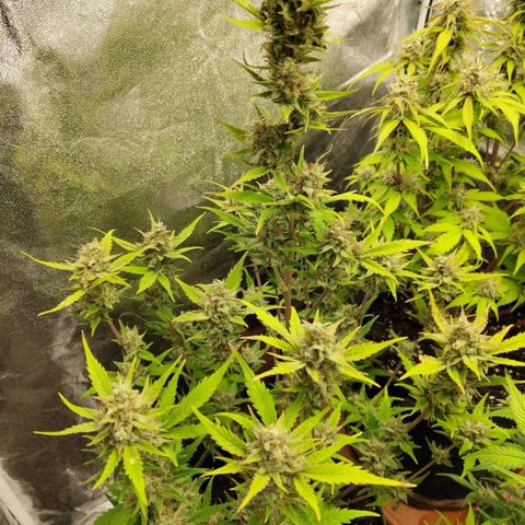 Lemon AK growlog timeline photo