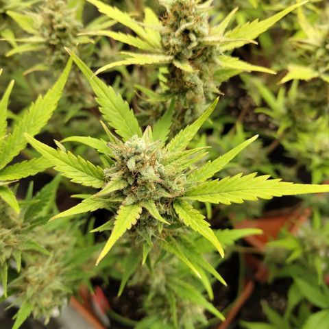 Lemon AK growlog timeline photo