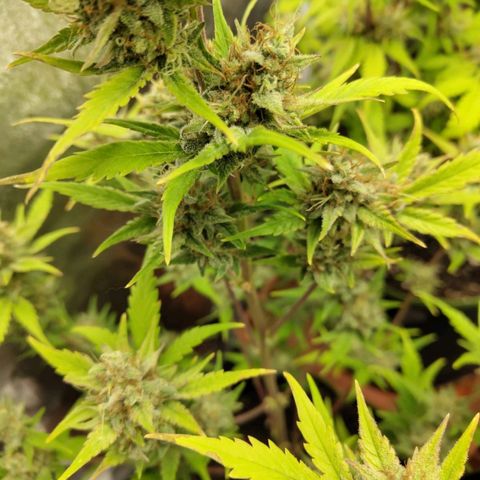 Lemon AK growlog timeline photo