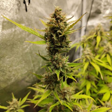 Lemon AK growlog timeline photo